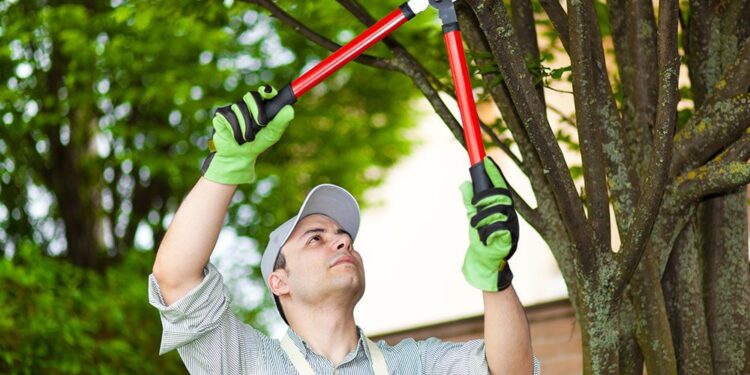 What is The Importance of Tree Pruning?
