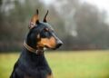 Quality Canines: Trusted Doberman Breeders in Missouri