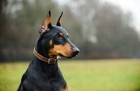 Quality Canines: Trusted Doberman Breeders in Missouri