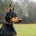 Quality Canines: Trusted Doberman Breeders in Missouri