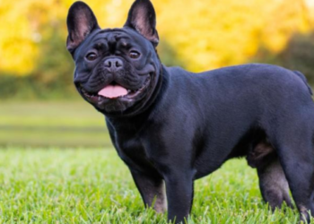 Understanding French Bulldog Stud Health Checks and Screening Processes