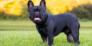 Understanding French Bulldog Stud Health Checks and Screening Processes