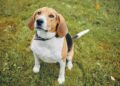 Essential Tips For Becoming A Rich Family Farmstead Beagle Breeder