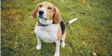 Essential Tips For Becoming A Rich Family Farmstead Beagle Breeder