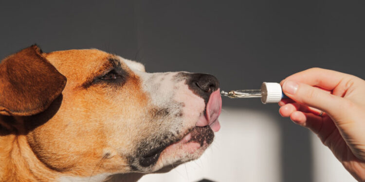 Furry Friends First: The Benefits of CBD Oil for Dogs in Canada