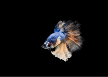 The Majestic Beauty of Black Moor Goldfish: A Guide to Caring for and Appreciating this Enchanting Species