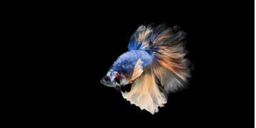 The Majestic Beauty of Black Moor Goldfish: A Guide to Caring for and Appreciating this Enchanting Species