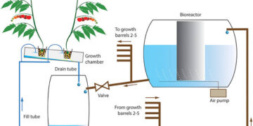 Are There Any Side Effects Of Hydroponic Liquid Fertilizer?
