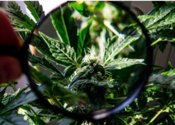 Examining the THCA Flower World: A Revolutionary Development in the Hemp Sector