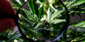 Examining the THCA Flower World: A Revolutionary Development in the Hemp Sector