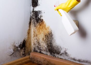 How to Get Rid Of Mold for Good?