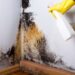 How to Get Rid Of Mold for Good?