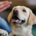 Understanding the Basics of Dog Behavior and Training