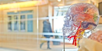Understanding Brain Injuries: A Deep Dive into Cerebral Contusion vs Concussion