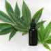 The Top 4 Cannabis Tincture Varieties and Their Unique Benefits