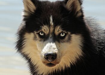 Reasons to Hire a Professional Pet Transport Service