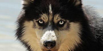 Reasons to Hire a Professional Pet Transport Service