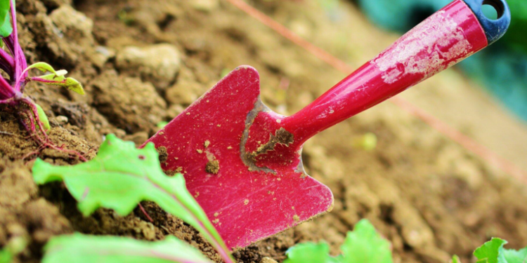 How to Choose the Right Forager Tools for Your Needs