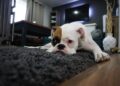 The Benefits of Choosing Pet-Friendly Accommodations