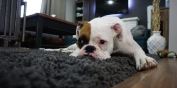 The Benefits of Choosing Pet-Friendly Accommodations