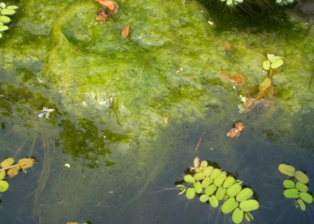 Can You Keep a Pool Clean Without a Vacuum?