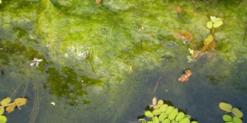 Can You Keep a Pool Clean Without a Vacuum?