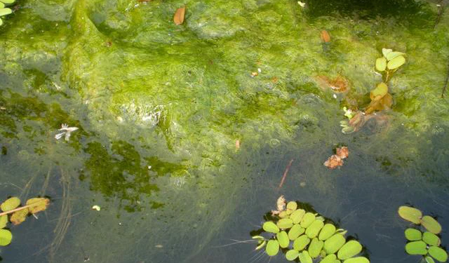Can You Keep a Pool Clean Without a Vacuum?