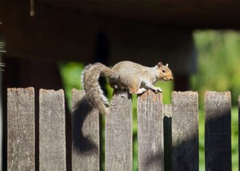 Squirrel Removal Service: A Unique Holiday Gift Idea for Parents