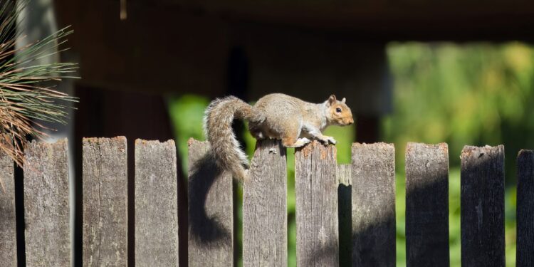 Squirrel Removal Service: A Unique Holiday Gift Idea for Parents