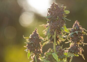 Wholesale CBD Flower – Where Convenience Meets Affordability