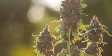 Wholesale CBD Flower – Where Convenience Meets Affordability
