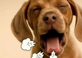 Unlock the Secret to Fresh Dog Breath: Proven Solutions for a Happier Pup!