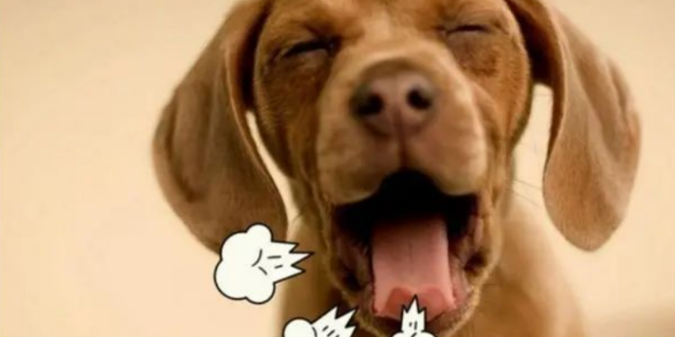 Unlock the Secret to Fresh Dog Breath: Proven Solutions for a Happier Pup!