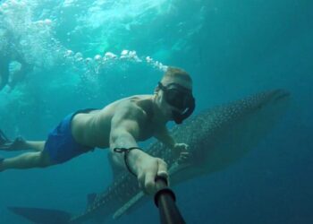 Whale Shark Snorkeling in the Maldives