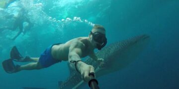 Whale Shark Snorkeling in the Maldives