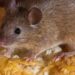 Mice Exterminators: Your Secret to a Rodent-Free Home