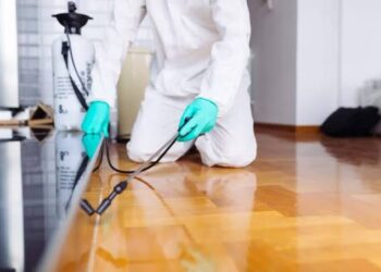 The Connection Between Cleanliness and Pest Control: What You Need to Know