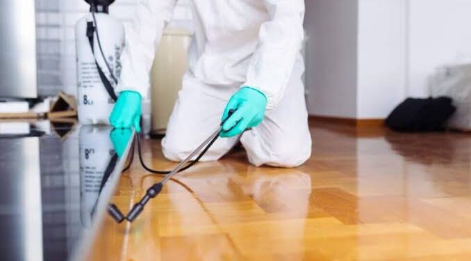 The Connection Between Cleanliness and Pest Control: What You Need to Know