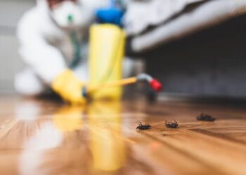 DIY Pest Control vs. Professional Help: When to Call the Experts