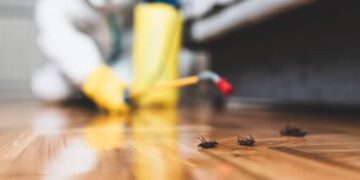 DIY Pest Control vs. Professional Help: When to Call the Experts