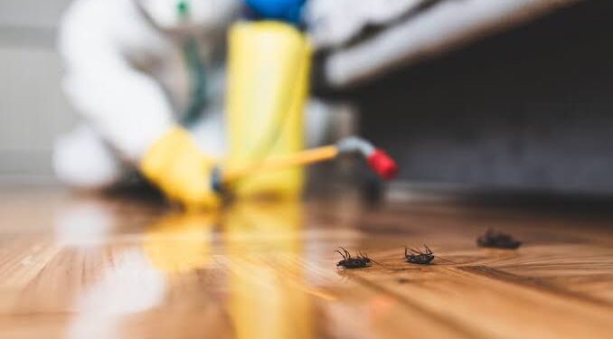 DIY Pest Control vs. Professional Help: When to Call the Experts