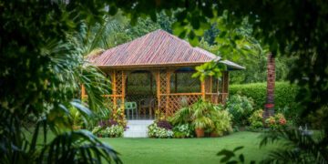 Bamboo Grass: Nature’s Versatile Green Giant