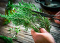 Buy Rosemary Plant Online – A Fragrant Addition to Every Garden