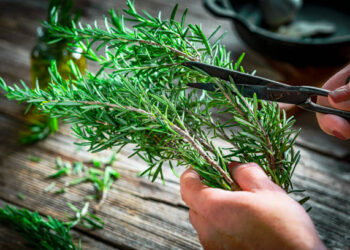 Buy Rosemary Plant Online – A Fragrant Addition to Every Garden