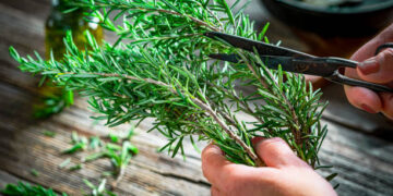 Buy Rosemary Plant Online – A Fragrant Addition to Every Garden