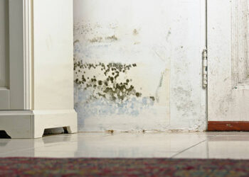 How to Prevent Mold from Taking Over After Flooding: A Complete Guide