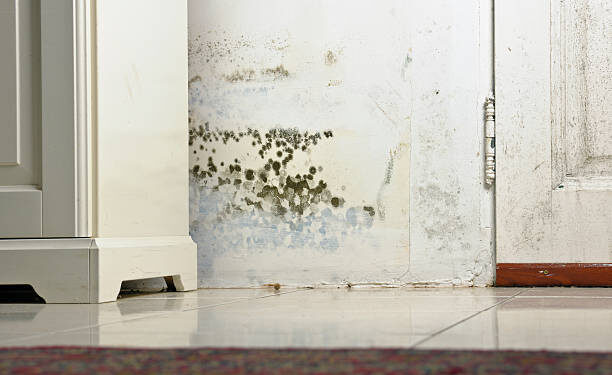 How to Prevent Mold from Taking Over After Flooding: A Complete Guide