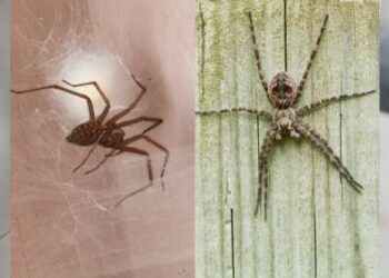 How to Differentiate Between Harmless vs. Dangerous Spiders in Your Home? 