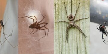 How to Differentiate Between Harmless vs. Dangerous Spiders in Your Home? 