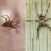 How to Differentiate Between Harmless vs. Dangerous Spiders in Your Home? 